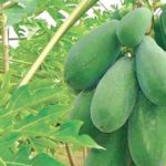 জেনে নিন কাঁচা পেঁপের জুস খাওয়ার নানান উপকারিতা