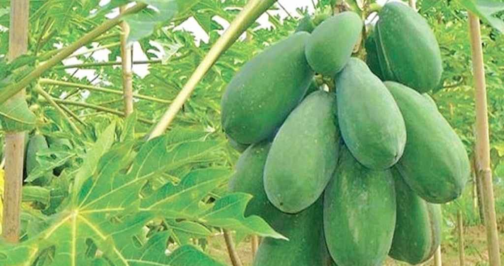 PEEP_20251116_190631211